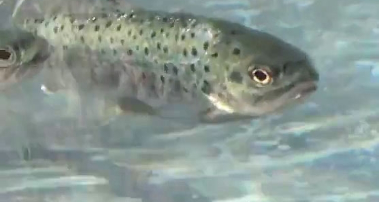 trucha común (Salmo trutta) /@misPeces