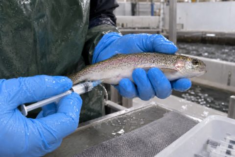 Ulva seaweed extract raises survival in trout vaccinated against yersiniosis from 73% to 87%