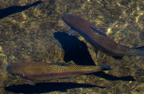 Truchas arcoíris en estanques