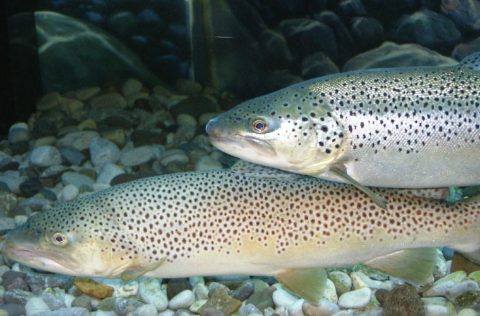 Dos ejemplares de trucha común (Salmo trutta)