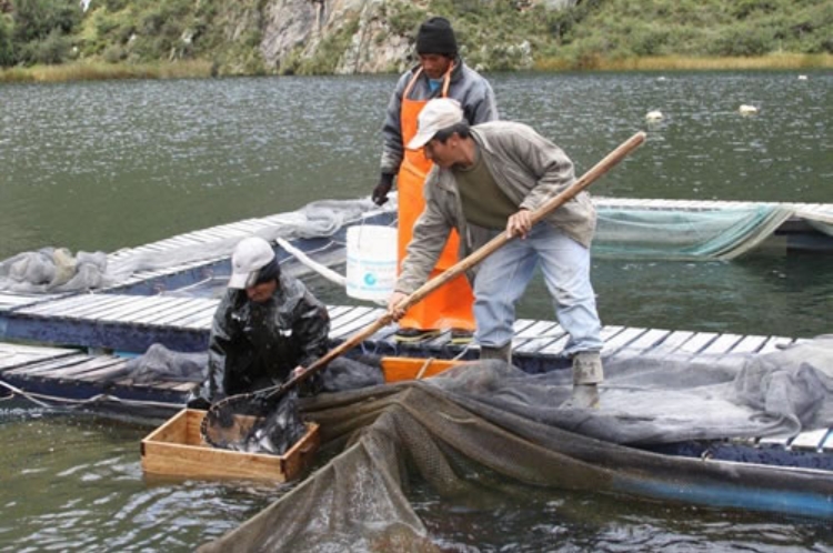 Crianza de Truchas Perú