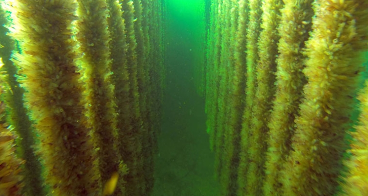 tunicates-marine-feed-760