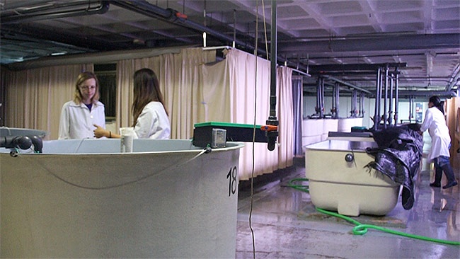 uca-cultivos-marinos