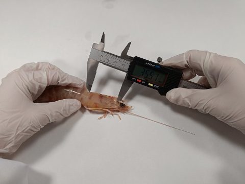 Universidad de Alicante - Langostino Mediterráneo