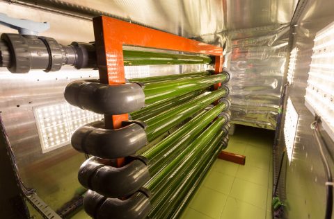 Universidad de Valladolid, fotobiorreactores de algas con aguas residuales de purines de cerdos
