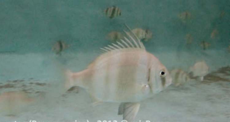 urta-pragus-auriga-ifapa