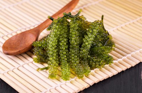 Uva marina (Caulerpa lentilifera)