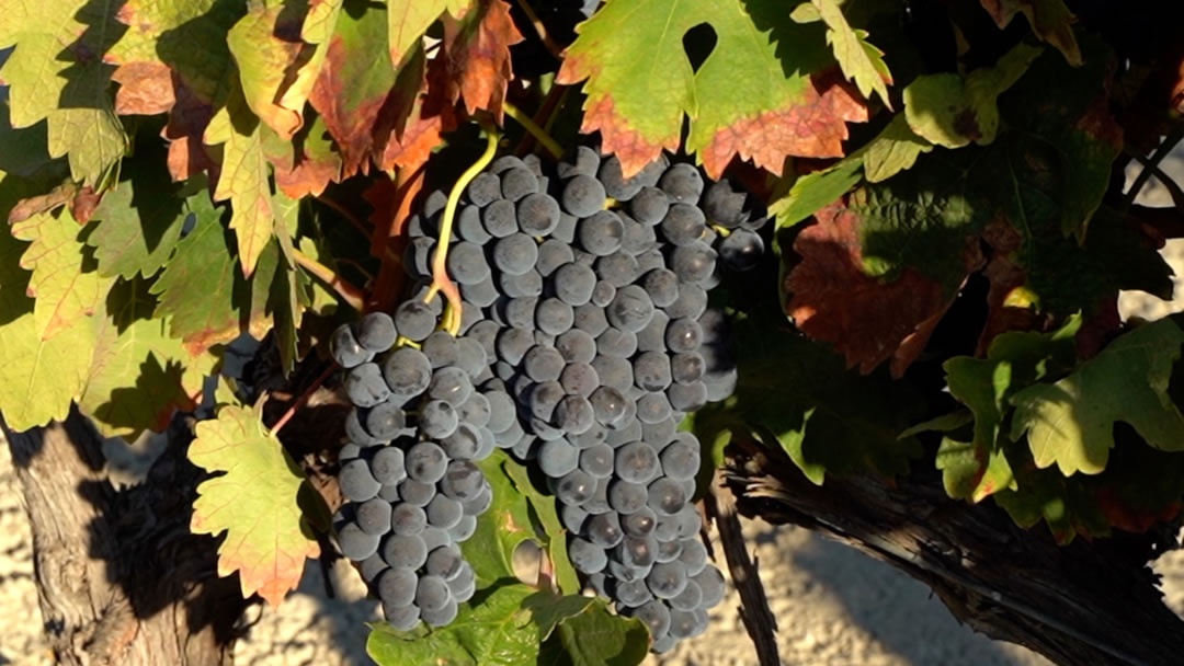 Uva tempranillo - SEAWINES Uva tempranillo - SEAWINES