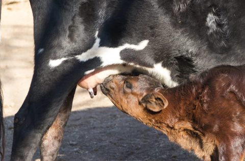 Vaca amamantando