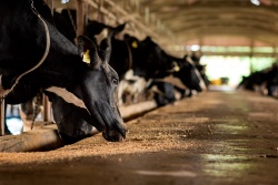La producción a gran escala de un alga roja podría reducir drásticamente las emisiones de metano de vacas y ovejas