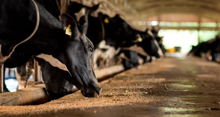 vacas-ganaderia-760