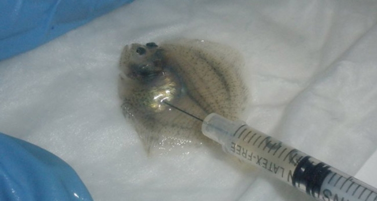 Vacunando rodaballo. Foto: IIM-CSIC