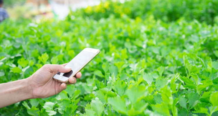 vegetales-mano-movil-760