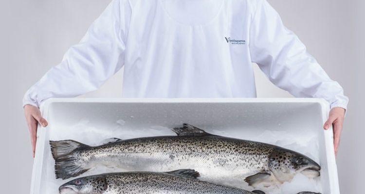 Salmón de Ventisqueros