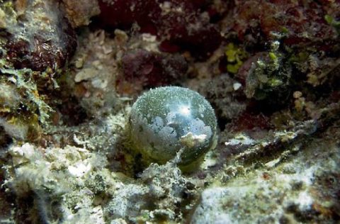 Ojo de marinero