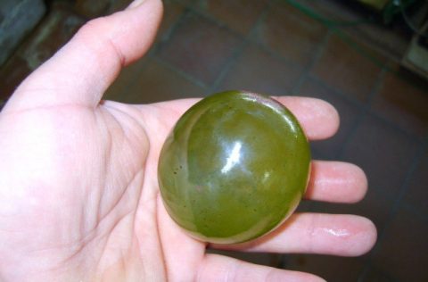 Ventricaria ventricosa, en una mano