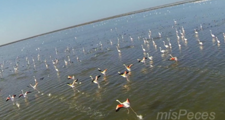 veta-palma-aves-estero-flamencos