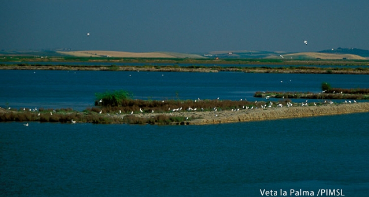 veta_la_palma_pimsl