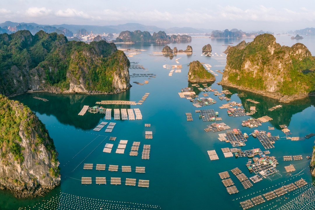 Acuicultura en Vietnam
