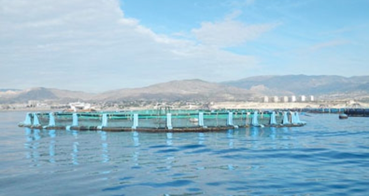 villajoyosa-jaula-cultivo
