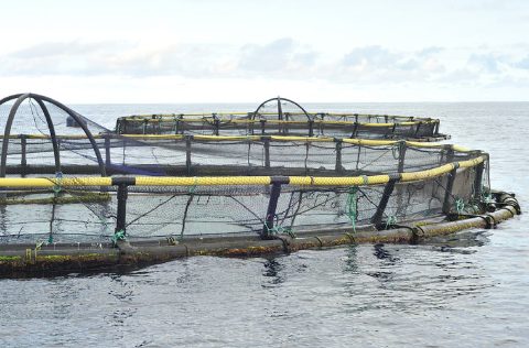Vivero flotante acuicultura