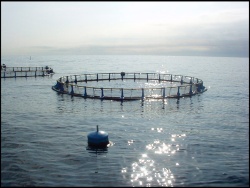 Expertos recomiendan orientar los subsidios europeos de la acuicultura hacia la eficiencia y no al volumen de producción