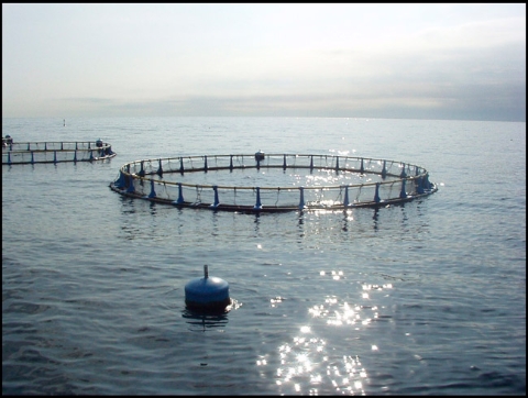 viveros-acuicultura-andalucia