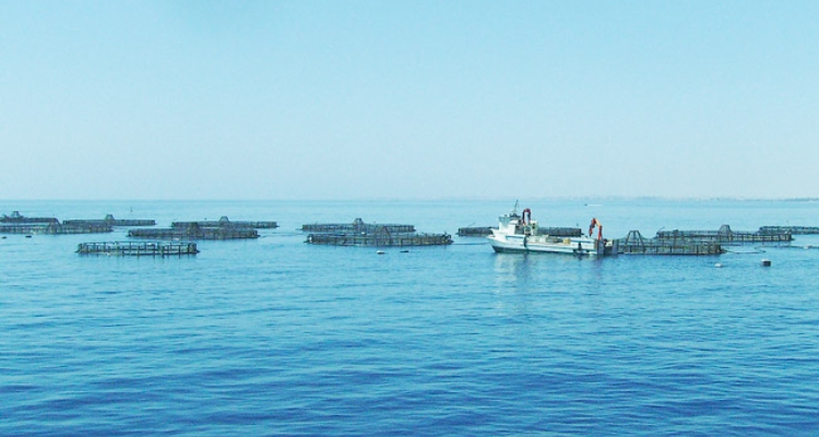 viveros-flotantes-mediterraneo