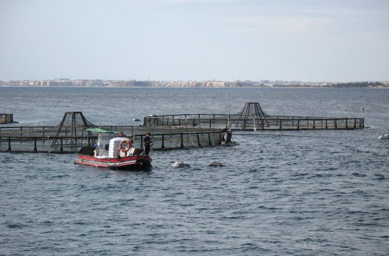 Viveros lubina en Almería