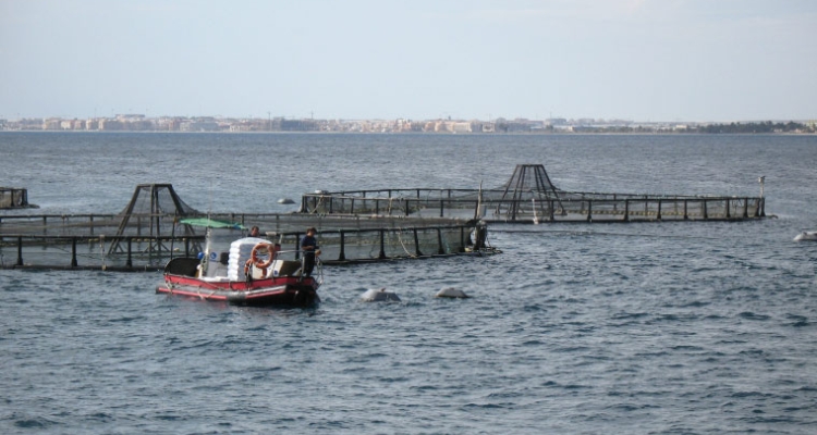Viveros lubina en Almería