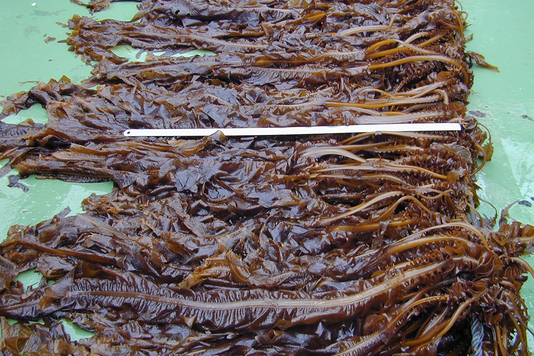 Alga wakame (Undaria pinnitifida)