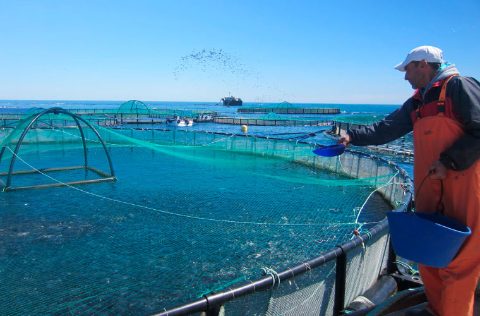 CIHEAM, operario alimentando granja de peces