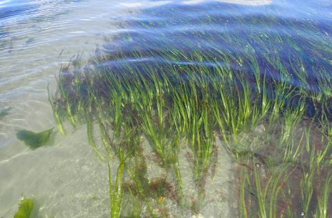 Zostera marina, planta marina