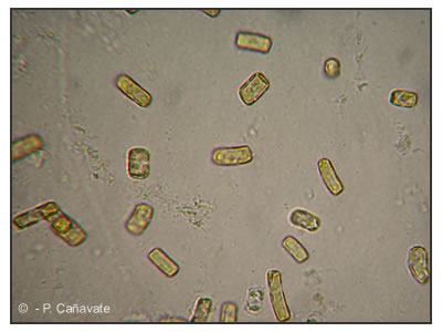 ThalWeisf40x
