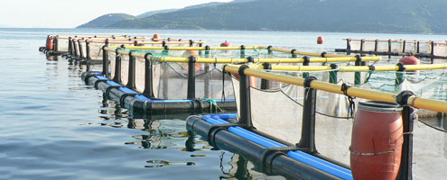 Trial-farm-Greece