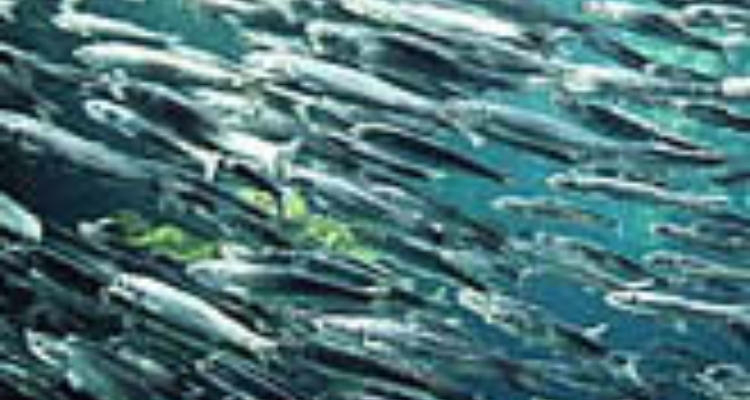anchovetas_indx