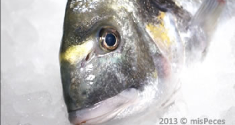 cabeza-dorada-estero