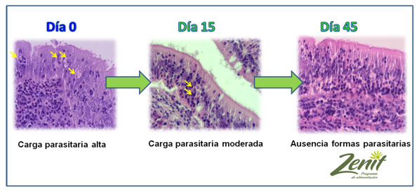 carga-parasitaria