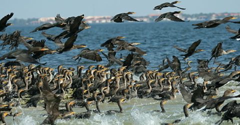 cormoranes-volando