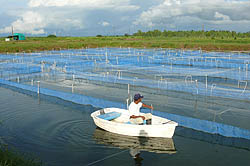 cultivo-tilapia-centroamerica cultivo-tilapia-centroamerica