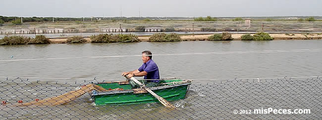 despesque_estero_patera