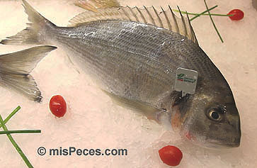 dorada_estero_marchamo