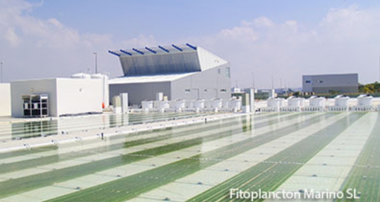 fitoplanctonmarino-exteriores