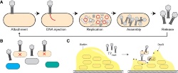 La terapia con fagos contra infecciones bacterianas pueden ser una solución eficaz en acuicultura