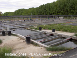 ipeasa_vista