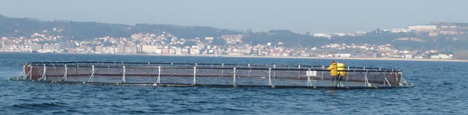 jaula-salmones-ribeira-arousa