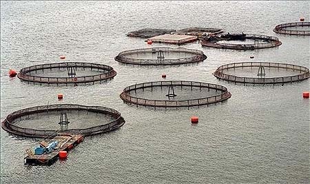 jaulas-salmon-noruega jaulas-salmon-noruega