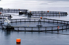 jaulas_salmon_chile