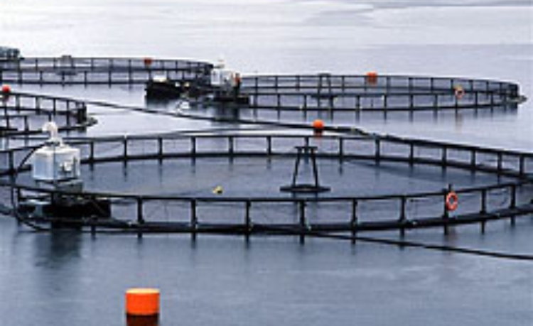 jaulas_salmon_chile