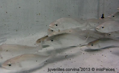 juveniles-corvina